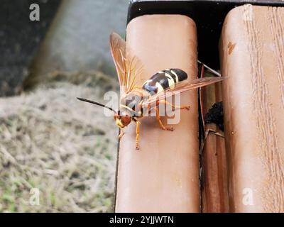 Vespa Cicada-killer orientale (Sphecius speciosus) Foto Stock