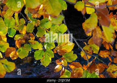 Foglie autunnali colorate su un faggio Foto Stock