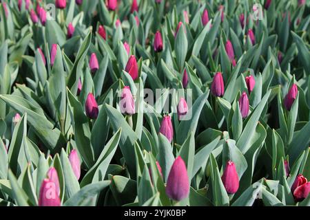 Tulipani viola in fiore in un primo piano di una fattoria. Foto Stock