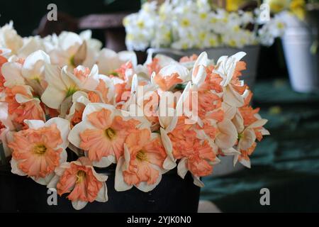 Narcisi in vendita al primo piano del mercato. Foto Stock