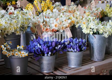 Muscari latifolia e diversi tipi di narcisi con cartellino dei prezzi sul bancone. Foto Stock