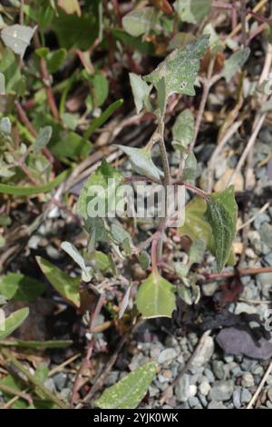 Saltbush strisciante (Atriplex prostrata) Foto Stock