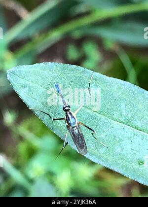 Zanzara elefante (Toxorhynchites rutilus) Foto Stock