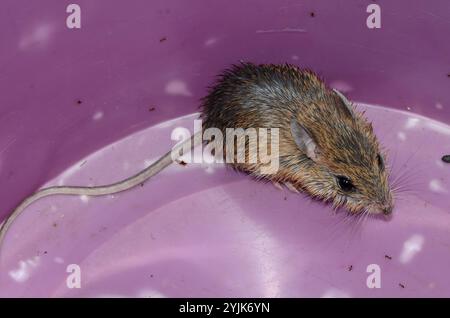 Bushveld Gerbil (Gerbilliscus leucogaster) Foto Stock