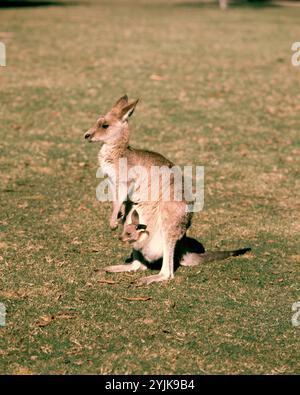 Australia. Marsupiali. Madre di canguro grigio orientale con joey in busta. (Macropus giganteus). Foto Stock