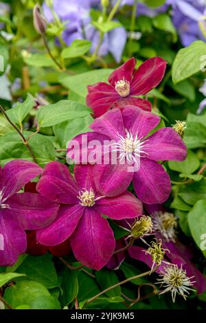 Waldrebe (Clematis 'Rouge Cardinal'), Clematis (Clematis Rouge Cardinal) Foto Stock