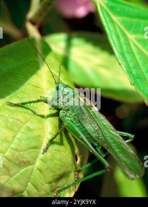 Alderney. Isole della Manica. Great Green Bush Cricket sulla foglia. Primo piano. (Tettigonia viridissima) Foto Stock