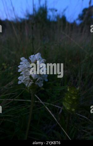 Selfheal a taglio (Prunella laciniata) Foto Stock