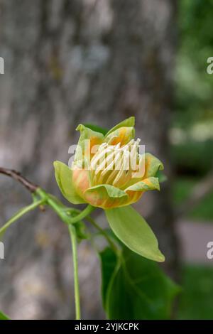 Amerikanischer Tulpenbaum (Liriodendron tulipifera), tulipani americani (Liriodendron tulipifera) Foto Stock