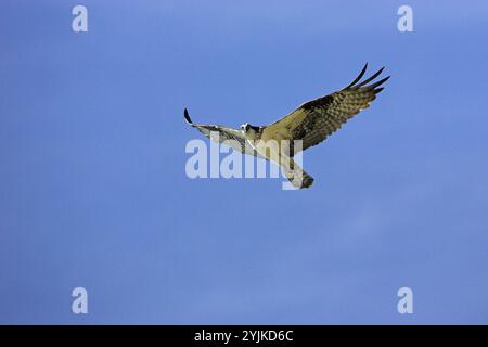 Falco pescatore Pandion haliaetus diga Falcon parco dello stato basso Rio Grande Valley Texas USA Foto Stock