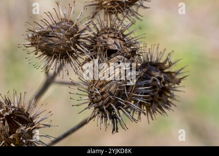 I frutti di Arctium lappa maggiore borgone, primo piano di una pianta con spine appuntite alla luce del sole. Foto Stock