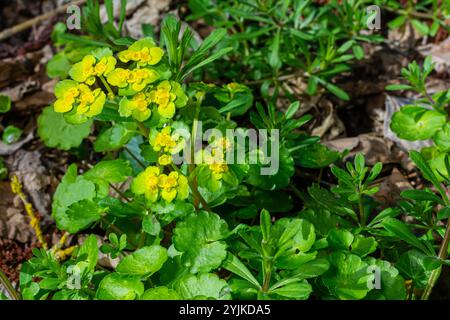 Fioritura Golden Saxifrage Chrysosplenium alternifolium con bordi morbidi. Messa a fuoco selettiva. Ha proprietà curative. Fiori di primavera gialli. Foto Stock