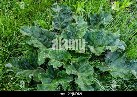 Arctium lappa - il giovane burdock parte all'inizio dell'estate. Foto Stock