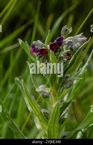 In natura, il Cynoglossum officinale fiorisce tra le erbe. Un primo piano dei fiori colorati del sedum comune in un habitat tipico. Foto Stock