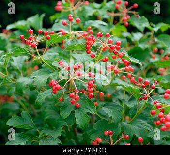 Viburnum opulus Compactum Foto Stock