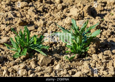 Rosetta di giovani foglie verdi di cardo canadese, anche cardo strisciante o di campo, arvense di Cirsium, che crescono in un letto di fiori. Erbacce invasive. Primo piano Foto Stock