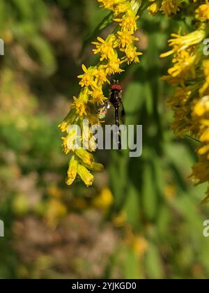 Volo aereo alato a banda orientale (Hypocritanus fascipennis) Foto Stock