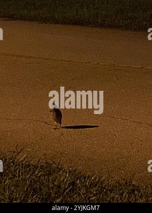 Gufo scavatore della Florida (Athene cunicularia floridana) Foto Stock