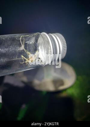 Cricket a due macchie (Neoxabea bipunctata) Foto Stock