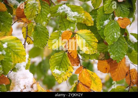 Rot-buche, Fagus sylvatica, faggio europeo Foto Stock