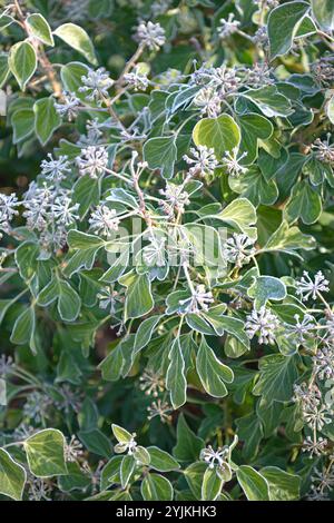 Strauch-Efeu, Hedera helix Arborescens, Bush ivy, Hedera helix arborescens, Foto Stock