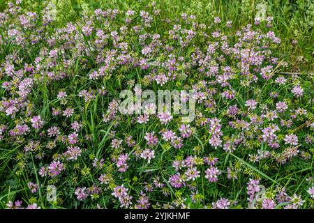 I fiori di Securigera varia - Cornuto, veccia porpora. Foto Stock