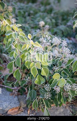 Strauch-Efeu, Hedera helix Arborescens, Bush ivy, Hedera helix arborescens, Foto Stock