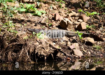 Riposo coccodrillo, foresta indiana Foto Stock