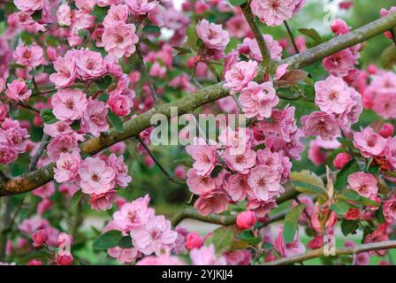 Zier-Apfel, Malus Brandy Magic, mela ornamentale Foto Stock