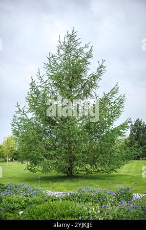 Japanische Lärche, Larix kaempferi, larice giapponese Foto Stock