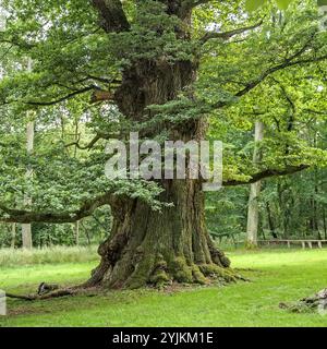 Ivenacker Eichen, Stiel-Eiche (Quercus robur), Ivenacker querce, peduncolate (Quercus robur) Foto Stock