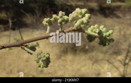 Pere selvatiche sudafricane (Dombeya rotundifolia) Foto Stock