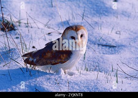 Baracca Tyto alba nella neve, [prigioniera], vicino a Ringwood, Hampshire, Inghilterra, REGNO UNITO Foto Stock