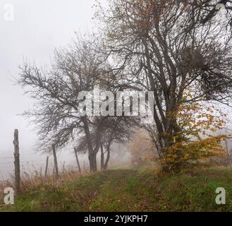 Paesaggio forestale autunnale con strade sporche che che attraversano la foresta nebbiosa nel tardo autunno. Foto Stock