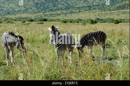 Zebra nel parco nazionale di Pilansberg Foto Stock