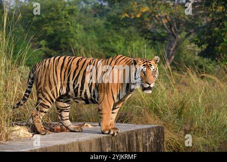 Tigre (Panthera tigris), fauna selvatica di bhopal, India Foto Stock