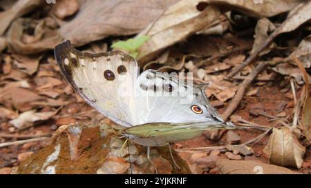 Madreperla comune (Protogoniomorpha parhassus) Foto Stock