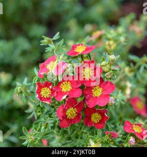 Fingerstrauch (Potentilla fruticosa "Danny Boy"), Finger Bush (Potentilla fruticosa Danny Boy) Foto Stock