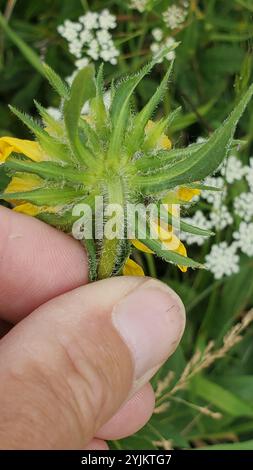 Annuire Nano Girasole (Helianthella quinquenervis) Foto Stock