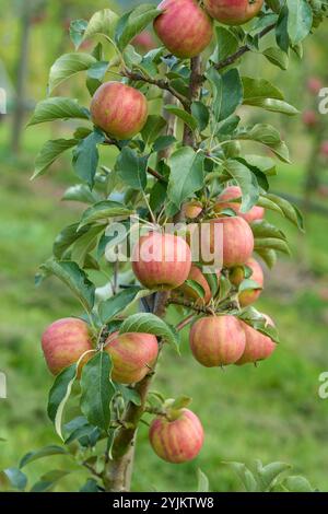 Apfel (Malus domestica 'Karneval'), mela (Malus domestica Karneval) Foto Stock