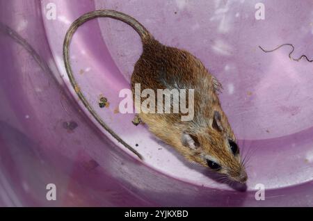 Bushveld Gerbil (Gerbilliscus leucogaster) Foto Stock