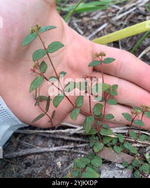 Tappeto di sabbia per amaca della Florida (Euphorbia ophthalmica) Foto Stock