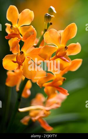 Le orchidee ibride Dendrobium sono note per i loro colori vivaci e vivaci e le loro fioriture durature. Foto Stock