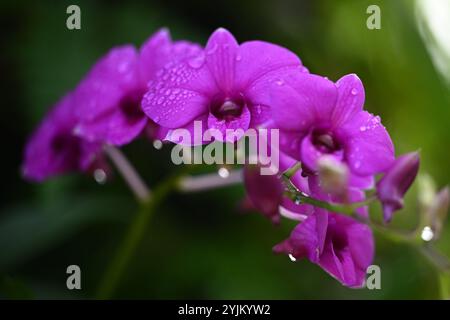 Le orchidee ibride Dendrobium sono note per i loro colori vivaci e vivaci e le loro fioriture durature. Foto Stock