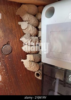 Vespa asiatica di fango (Sceliphron curvatum) Foto Stock