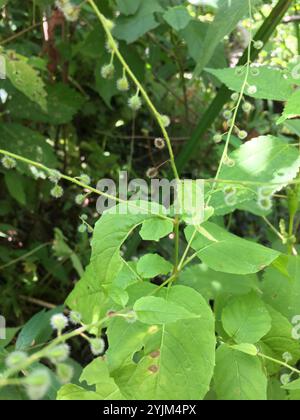 tonalità notte dell'incantatore a foglia larga (Circaea canadensis) Foto Stock