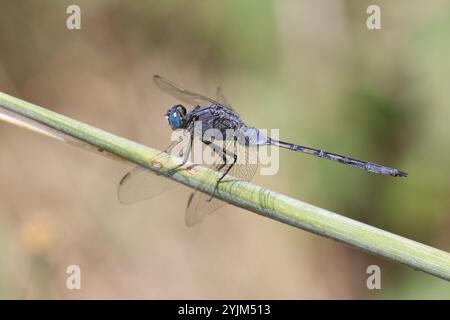 Long Skimmer Dragonfly maschio - Orthetrum trinacria a Victoria Falls, Zimbabwe Foto Stock