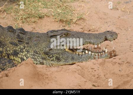 Coccodrillo del Nilo che si crogiola su un banco di sabbia - Crocodylus niloticus Foto Stock