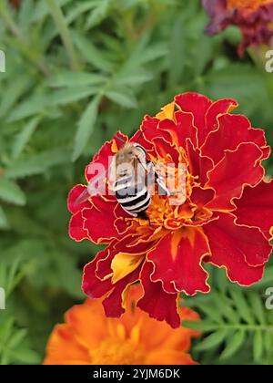 Ape da scarificatore a quattro strisce (Amegilla quadrifasciata) Foto Stock
