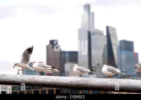 Uccelli nel centro di Londra. Data foto: Venerdì 15 novembre 2024. Foto Stock